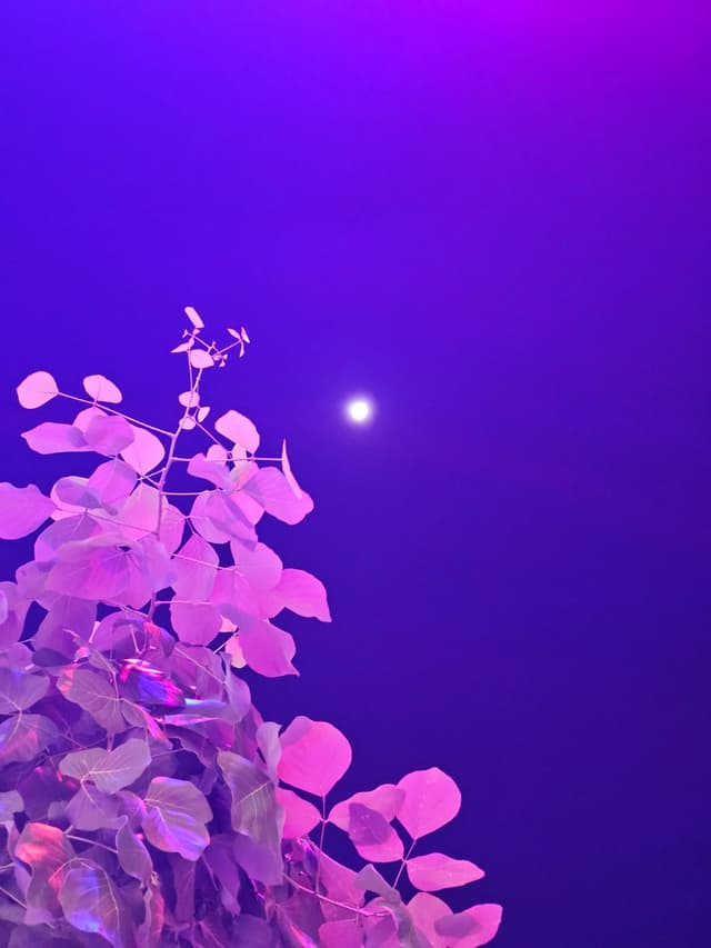 Serafina Serene Hope